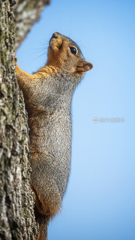 狐狸松鼠(Sciurus niger)